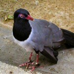 Cuckoo Cuckoo